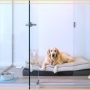 하남강아지 이미지