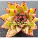 철화농장 이미지