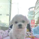 블루독 애견샵 이미지