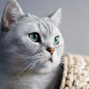 참누리동물병원 이미지