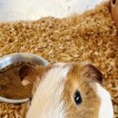 정연농장 | 유천가든 능이오리백숙과 미니 동물원까지, 온 가족 보양 나들이 후기