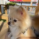 아산아이윌24시동물메디컬센터 이미지