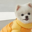 도그아이 이미지