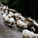 양한마리 이미지