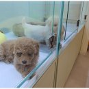 대구강아지분양 마마스미독 본점 이미지