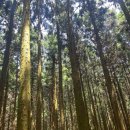 사려니숲길주차장 | 제주 사려니숲길 주차장, 코스, 소요시간 후기