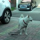 조광동물병원 이미지