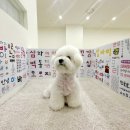 일산애견호텔 강아지 유치원 미용 맘바이 일산점 이미지
