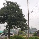 내천 Daum카페