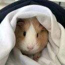 동은동물병원 | feb_2 x mar_3