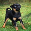 쁘띠애견 이미지