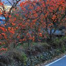 청도감마을 이미지