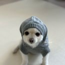 펫코디 | 펫데일리 강아지니트 추천 | 강아지겨울옷 회색니트 코디