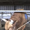 용암농장 이미지