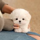 곡성-154 | 곡성강아지분양 말티즈 비교하고 입양한 후기