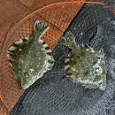 인천 락 실내바다낚시터 이미지