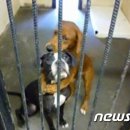 어스펫(US-pet) 이미지