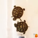 규리 농장 이미지