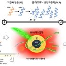 17분 내 코로나19 현장진단"..나노물질 활용 초고속 PCR 개발(종합 이미지