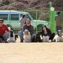 쁘띠퍼피 이미지