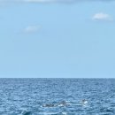 비양도의 비양나무자생지 | 제주 한림 비양도 여행 비양봉 코스 후기