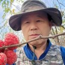 백제꾸지뽕농장 네이버블로그