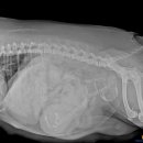 Dr. dog 동물영상의료센터 이미지