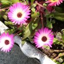 신암초교 이미지