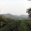 운암2리 | 생명의 땅 전남 영암 여행 덕진 차밭과 영보정