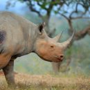 코뿔소 이미지
