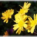 꽃과 그늘 이미지