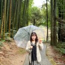 신사세탁 | 일본 소도시 여행 추천 후쿠오카 근교 직항 사가현 다케오 신사 녹나무