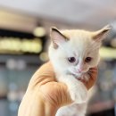 전주강아지분양 고양이분양 24시 데려가개 전주점 이미지