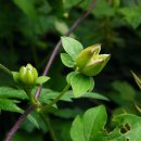 종덩굴 / Violet Stanavoi clematis 이미지