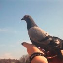 비둘기미용실 이미지