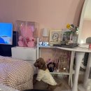 꽃길만 걷장 | #주간일상기록 10월의신부 꽃길만 걷장🧡