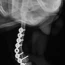 삼화 우수한동물병원 이미지