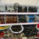 충남활어 이미지