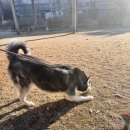 향기롭개 | 일산 대형견출장목욕 허스키 케어는 향기롭개 추천해요