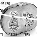 귀농영농 농산물가격동향▒한눈에 보는 시세 / 단호박 이미지