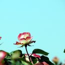 장미공원A 이미지