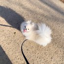 푸른숲동물병원 이미지