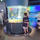 GS25충북과학대 | 충북 괴산 아쿠아리 무료 입장에 곤충체험관·주말 수중공연까지! 아이와 가볼만한곳