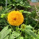 장흥비동돌담 이미지