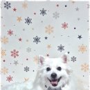 퍼피쌀롱 이미지