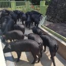 남원읍-4 이미지