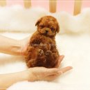 튼튼건강샵