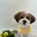 화사하개 이미지