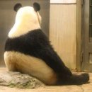 판다곰 이미지