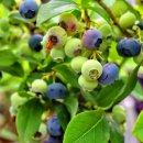 현주농장 이미지